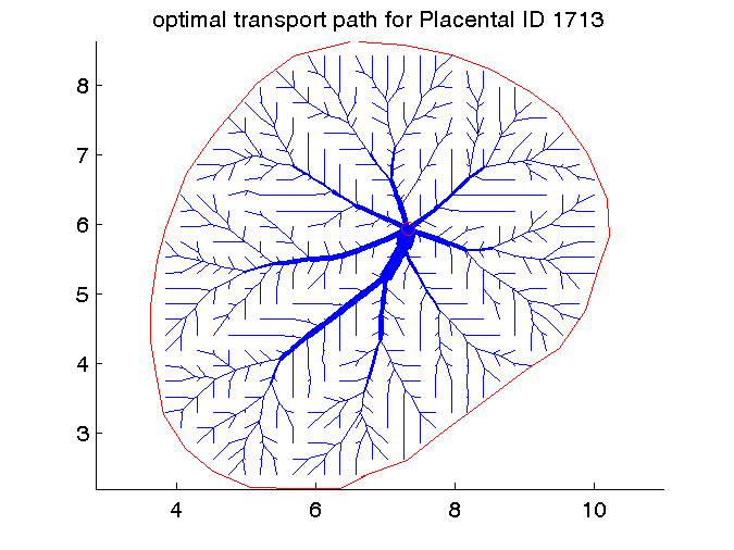 a placental modelled by an optimal transport path
