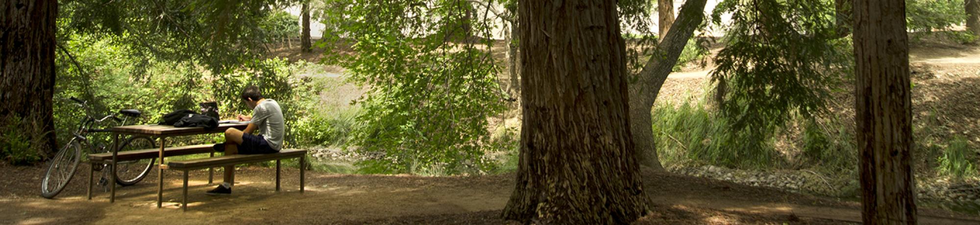 Student studying in the redwood grove.